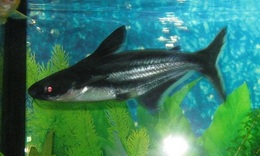 Пангасиус / Pangasius hypophthalmus ("Акулий сом")